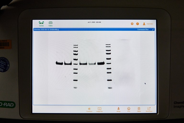 Dünnschicht Chromatographie