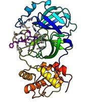 Hauptprotease des Coronavirus